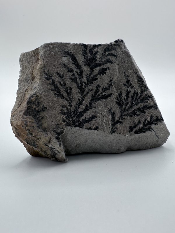 img_0474-600x800 Fern Fossil